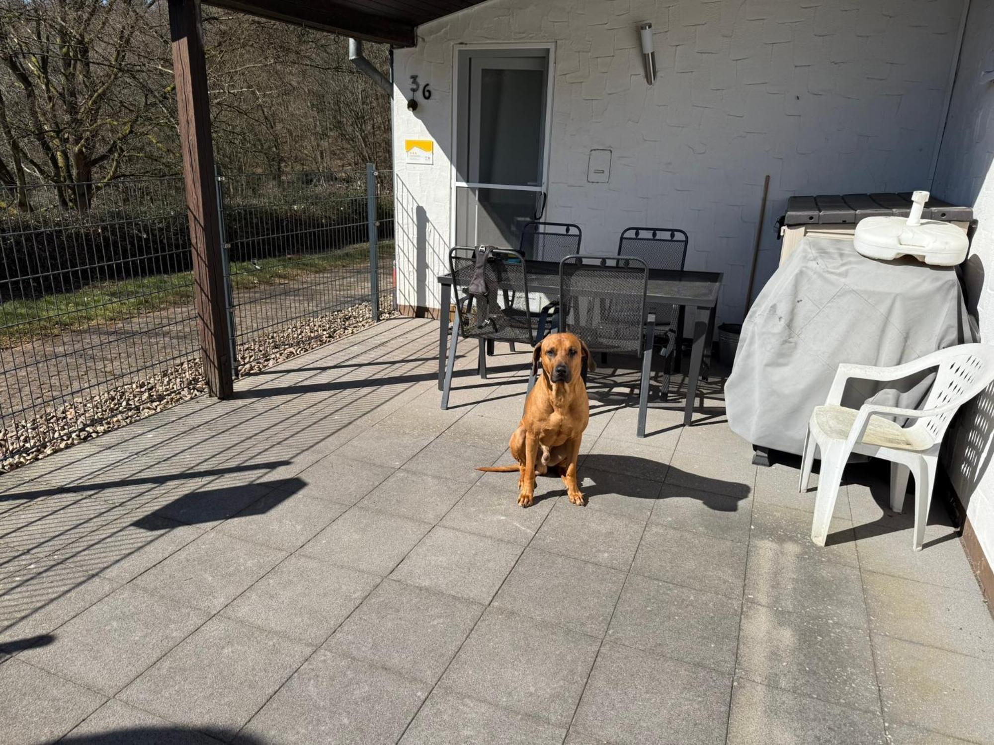 Ferienhaus Stausee Bitburg Biersdorf am See Екстер'єр фото